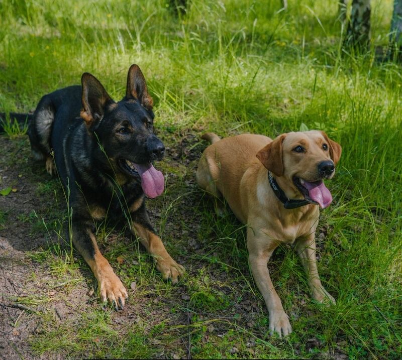 German Shepherd puppies for sale in Nottingham, Nottinghamshire – 6 weeks old