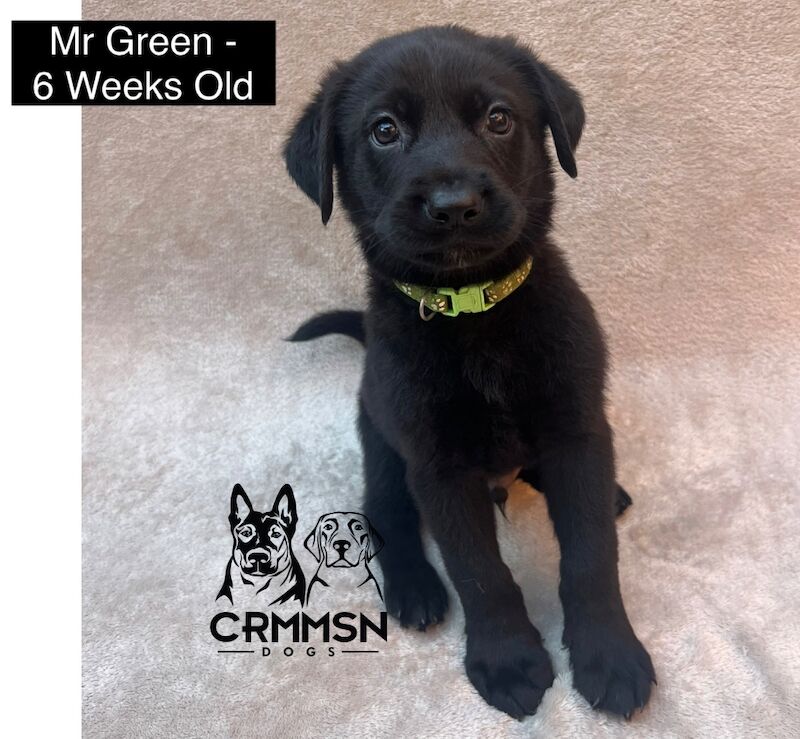 German Shepherd puppies for sale in Nottingham, Nottinghamshire – 6 weeks old - Image 2 of 10