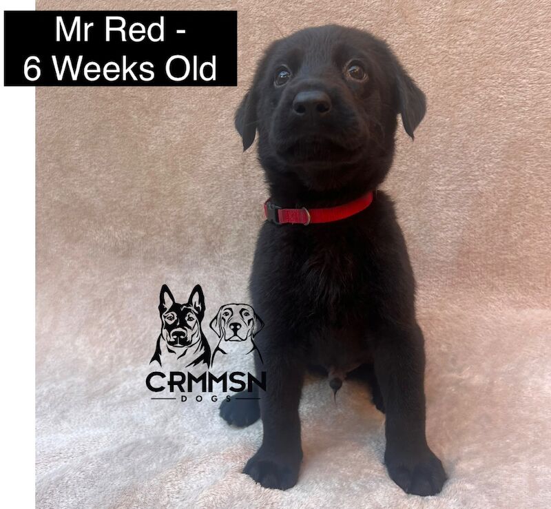 German Shepherd puppies for sale in Nottingham, Nottinghamshire – 6 weeks old - Image 3 of 10