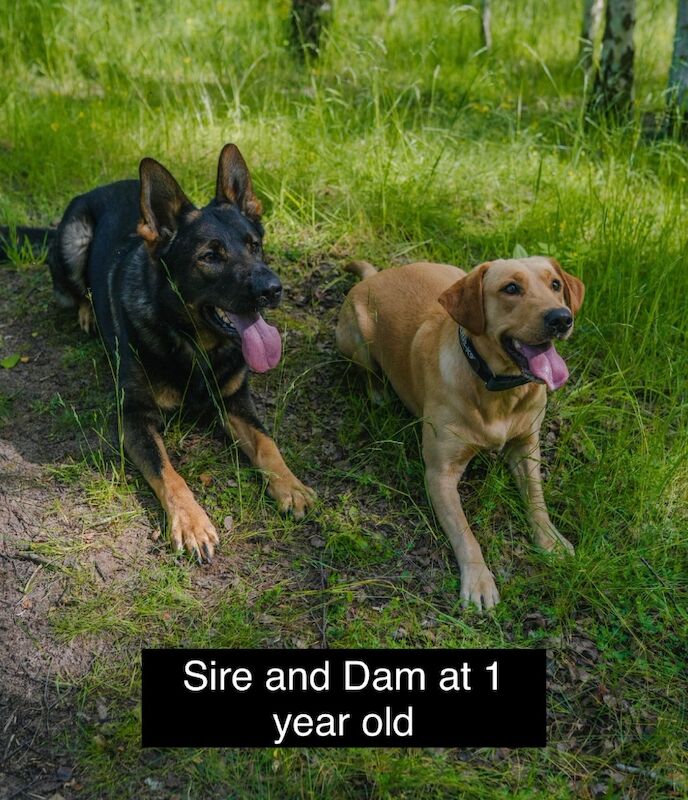 Uniquely Outstanding Czech Line German Shepherd X Working Line Labrador Retriever Pups for sale in Arnold, Nottinghamshire