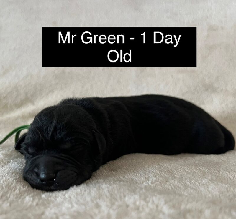 Uniquely Outstanding Czech Line German Shepherd X Working Line Labrador Retriever Pups for sale in Arnold, Nottinghamshire | Image 3