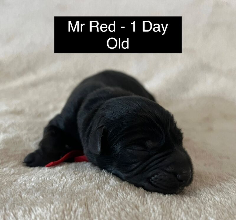 Uniquely Outstanding Czech Line German Shepherd X Working Line Labrador Retriever Pups for sale in Arnold, Nottinghamshire | Image 4