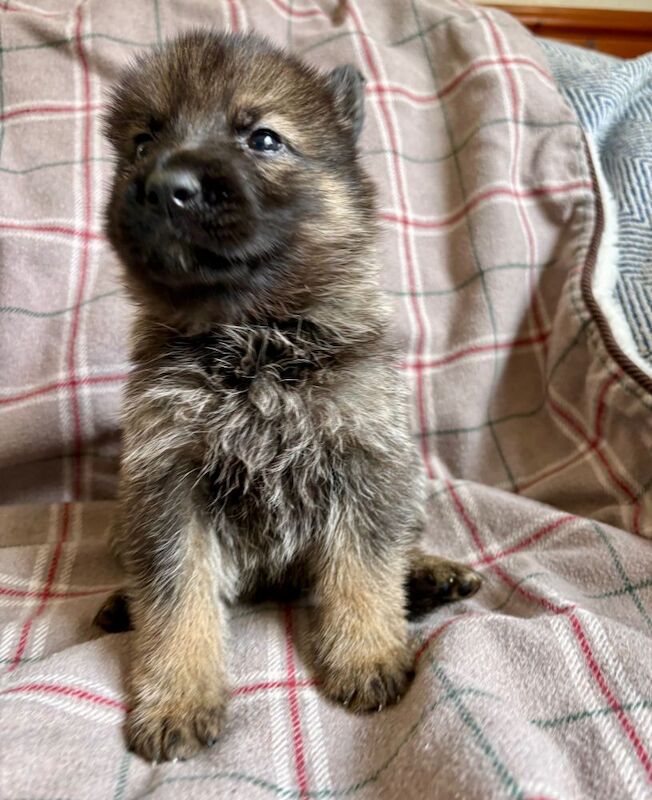 German Shepherd Puppies For Sale