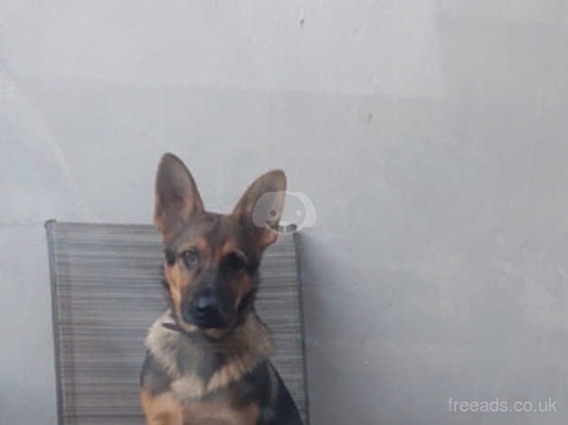 German Shepherd puppies for sale in Southampton, Hampshire – KC registered, 1 year old - Image 1 of 5