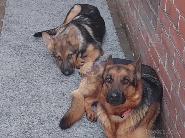 German Shepherd puppies for sale in Southampton, Hampshire – KC registered, 1 year old - Image 2 of 5