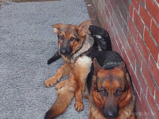 German Shepherd puppies for sale in Southampton, Hampshire – KC registered, 1 year old - Image 3 of 5