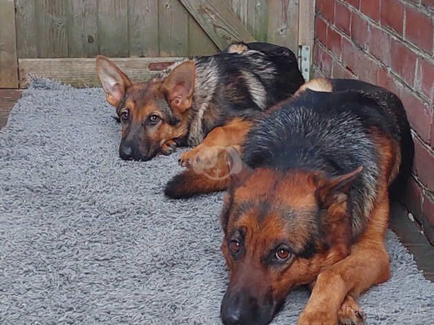 German Shepherd puppies for sale in Southampton, Hampshire – KC registered, 1 year old - Image 4 of 5