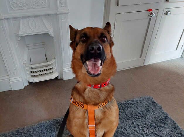 German Shepherd puppies for sale in Southampton, Hampshire – KC registered, 1 year old - Image 5 of 5