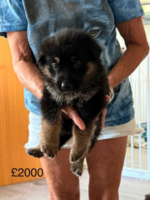 German Shepherd puppies for sale in Weymouth, Dorset – 4 weeks old