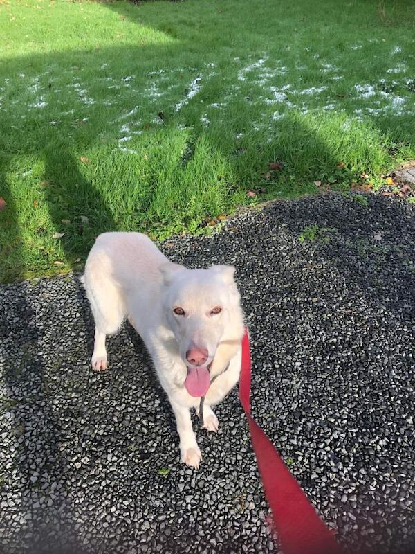 White German Shepard - Image 2 of 5