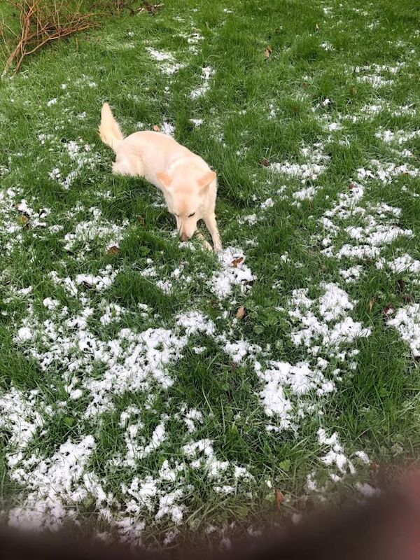 White German Shepard - Image 3 of 5