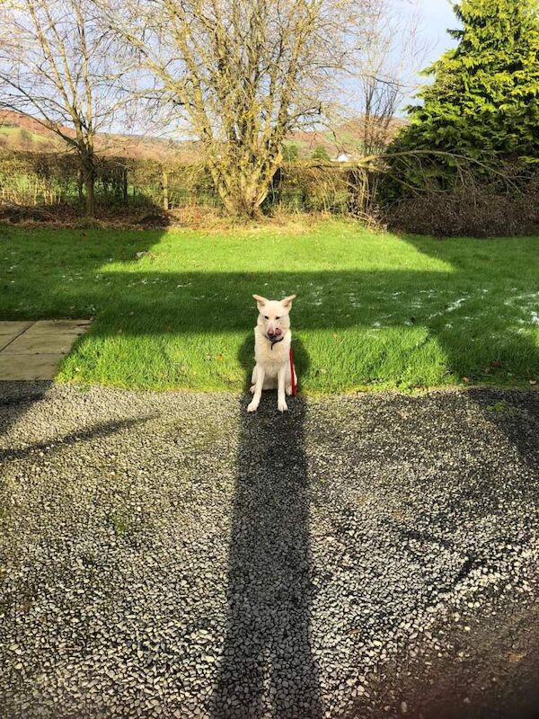 White German Shepard - Image 4 of 5