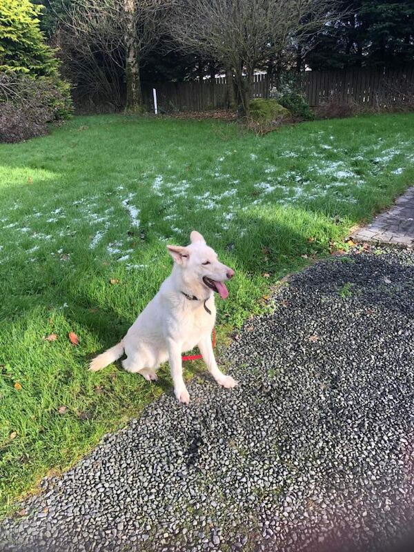White German Shepard - Image 5 of 5