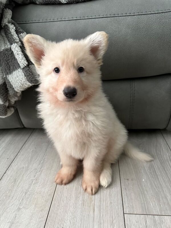 German Shepherd puppies for sale in Sunderland, Tyne and Wear – 1 year old - Image 2 of 3