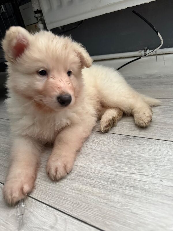 German Shepherd puppies for sale in Sunderland, Tyne and Wear – 1 year old - Image 3 of 3