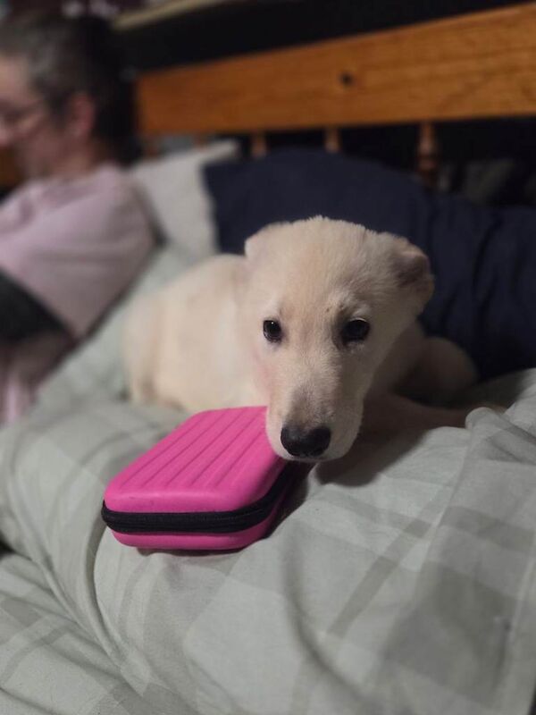 German Shepherd puppies for sale in Dover, Kent – 4 months old