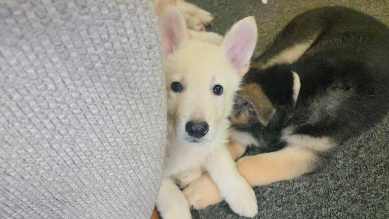 German Shepherd puppies for sale in Dover, Kent – 4 months old - Image 2 of 3