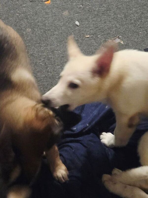 German Shepherd puppies for sale in Dover, Kent – 4 months old - Image 3 of 3