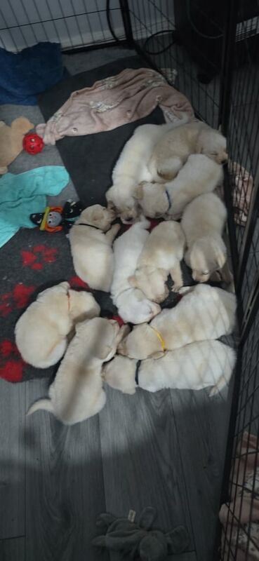 White golden shepherds READY TO LEAVE 4/11/25 - Image 2 of 4
