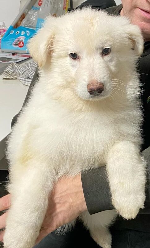 White GS puppy £800 for sale in Middlesbrough, North Yorkshire | Image 2