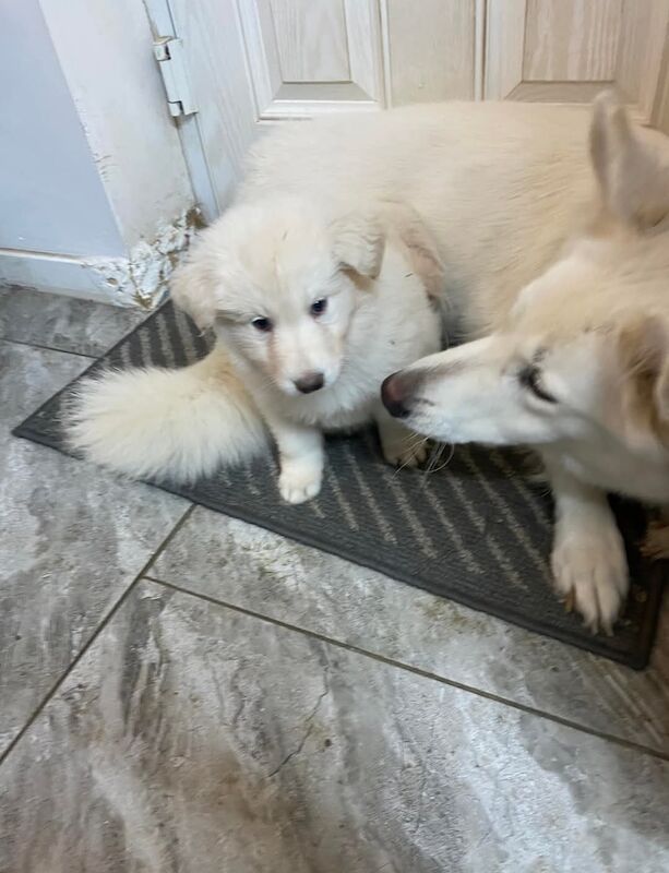 German Shepherd puppies for sale in Middlesbrough, North Yorkshire – 9 months old - Image 3 of 5