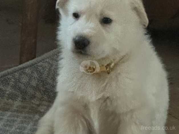 German Shepherd puppies for sale in Evesham, Worcestershire – 1 year old - Image 5 of 5