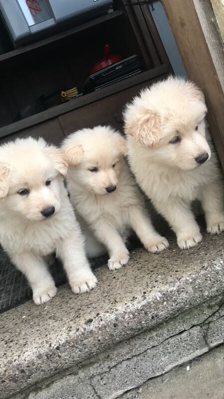 German Shepherd puppies for sale in Irlam, Greater Manchester – 5 weeks old