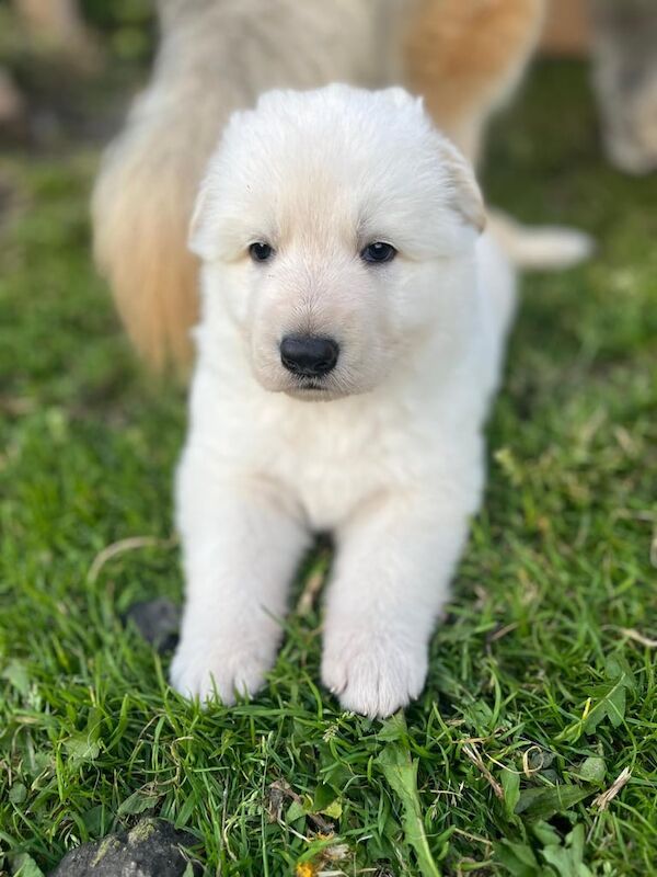 German Shepherd puppies for sale in Irlam, Greater Manchester – 6 weeks old - Image 2 of 3