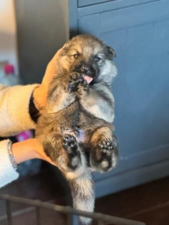 Working German Shepherd puppy’s for sale - Image 2 of 5