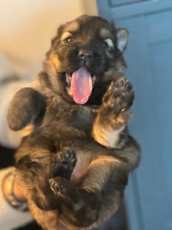 Working German Shepherd puppy’s for sale - Image 3 of 5