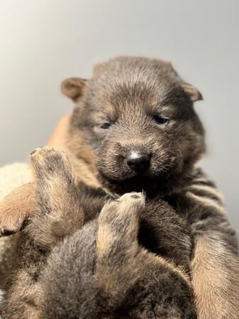 Working German Shepherd puppy’s for sale - Image 4 of 5