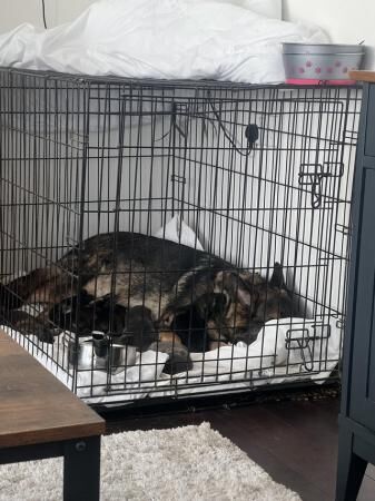 Working German Shepherd puppy’s for sale - Image 5 of 5