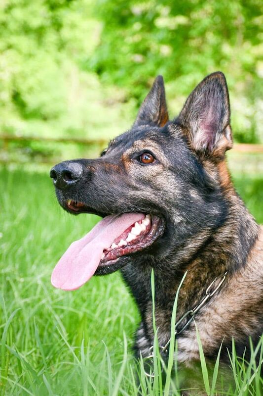 German Shepherd puppies for sale in Aylesbury, Buckinghamshire – 8 months old - Image 1 of 3