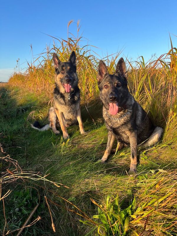 German Shepherd puppies for sale in Aylesbury, Buckinghamshire – 8 months old - Image 2 of 3