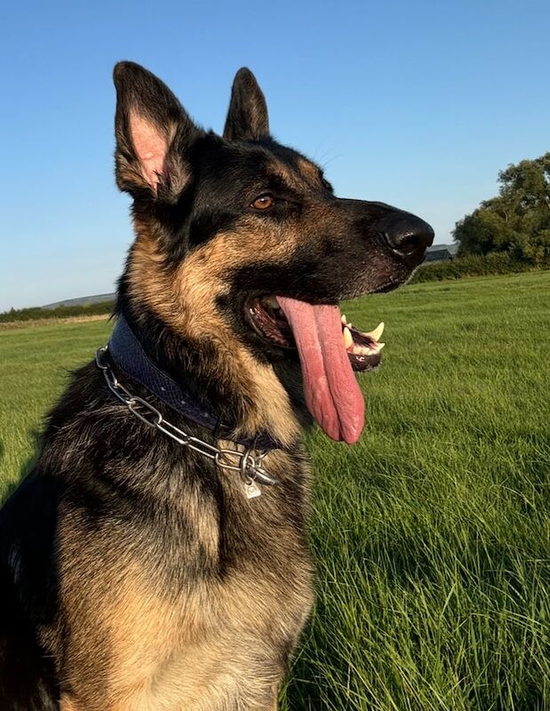 German Shepherd puppies for sale in Aylesbury, Buckinghamshire – 8 months old - Image 3 of 3