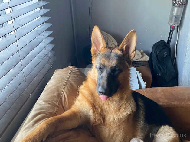 German Shepherds for sale in Kingston Upon Thames, Kingston upon Thames, Greate