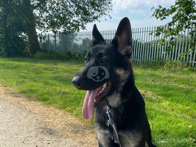 German Shepherd Puppies for sale in Greate
