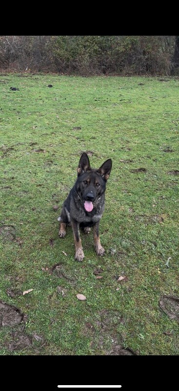 German Shepherd puppies for sale in Southampton, Hampshire – 10 months old