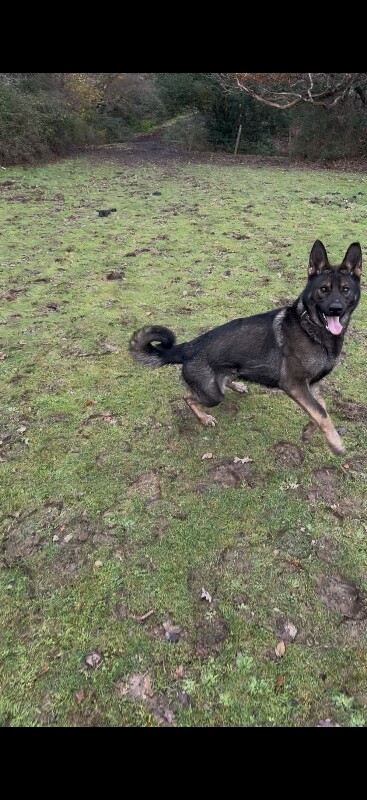 Young German Shepherd – rehoming due to circumstances - Image 2 of 3