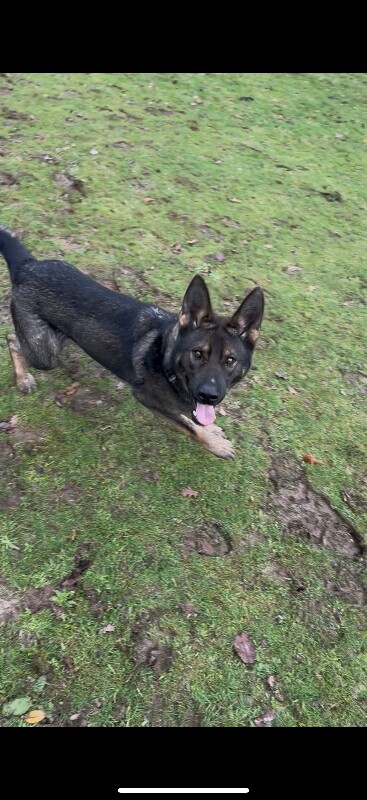 Young German Shepherd – rehoming due to circumstances - Image 3 of 3