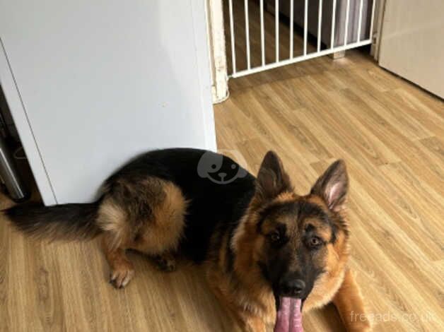 German Shepherd puppies for sale in Ledbury, Herefordshire – 2 years old - Image 2 of 2