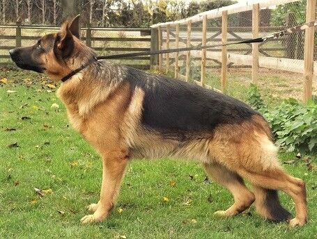 German Shepherd stud dog for stud in Wisbech, Cambridgeshire – KC registered, 9 months old - Image 2 of 3