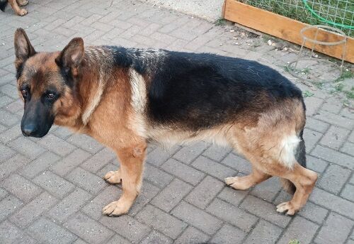 ZION FULLY HEALTH TESTED STUD for sale in Wisbech, Cambridgeshire | Image 3