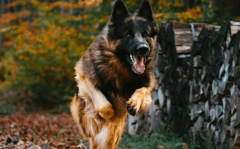 Shepard Co German Shepherd Puppies For Sale In Crossmaglen, County Armagh | German ...