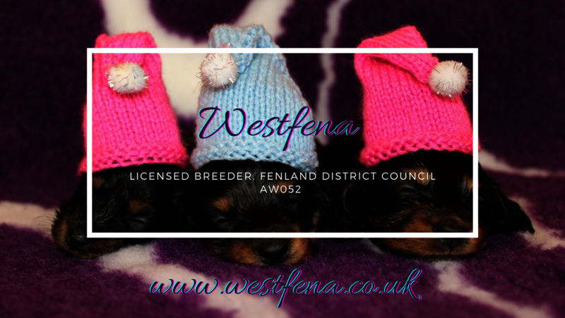 Westfena - Licensed German Shepherd breeder