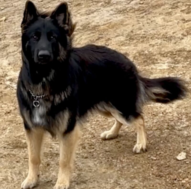 Vanessa Dew - German Shepherd breeder