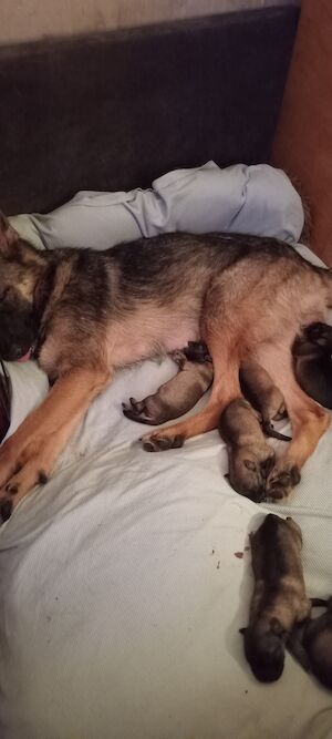 Alexandra Jade Connell