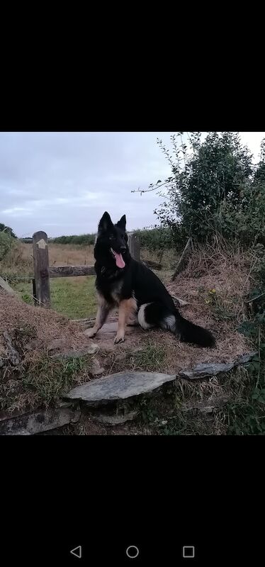 Louise hartland - German Shepherd breeder