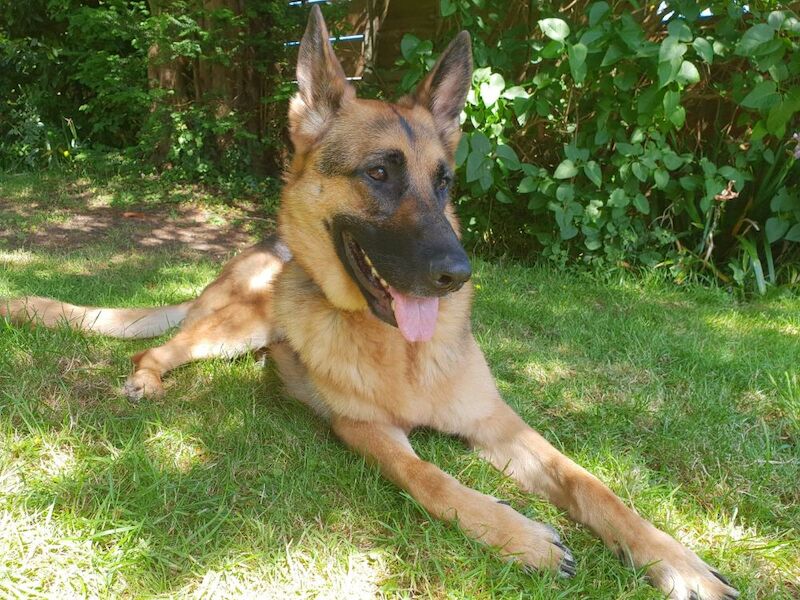 AMY CHOAT - View user profile on German Shepherd Owners - Image 1