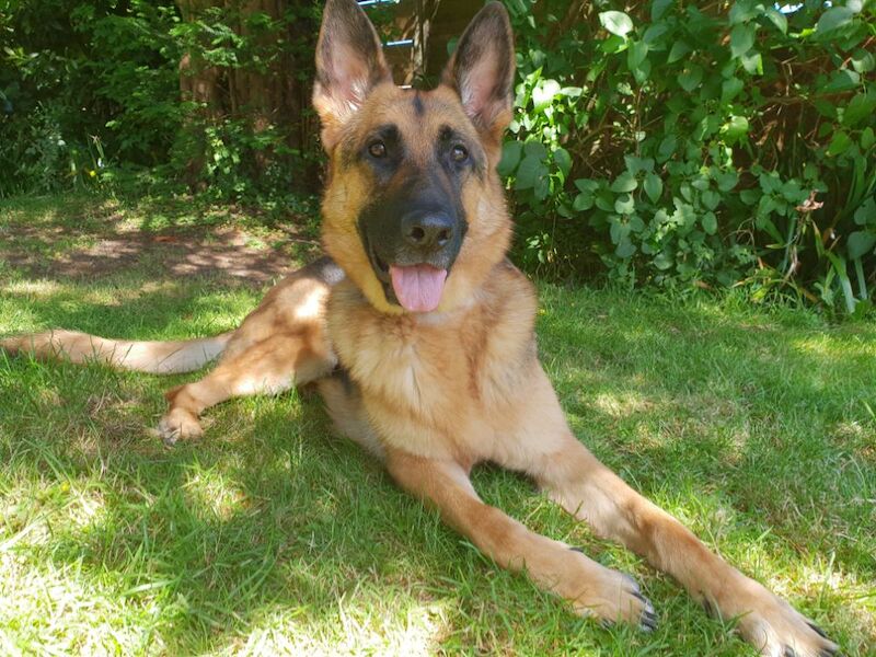 AMY CHOAT - View user profile on German Shepherd Owners - Image 3